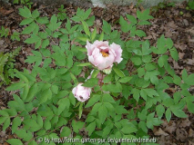 Paeonia rockii / Sämling 1b