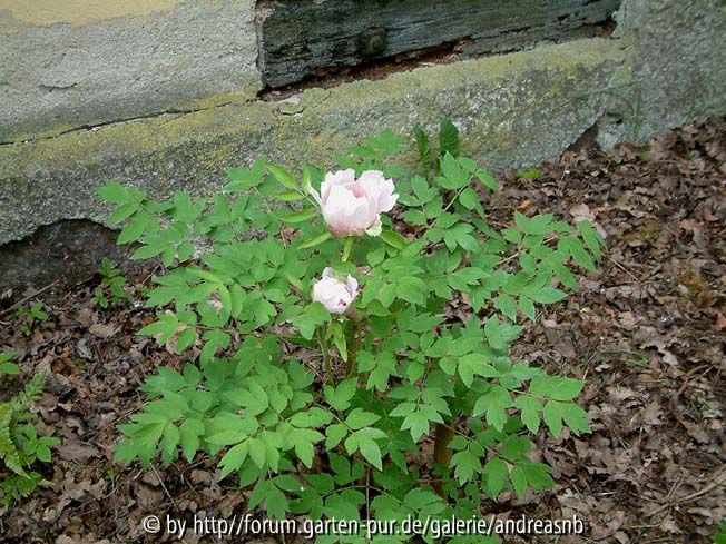 Paeonia rockii / Sämling 1a