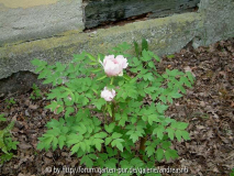 Paeonia rockii / Sämling 1a