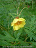 Paeonia delavayi lutea 2