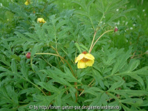 Paeonia delavayi lutea 1