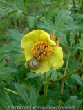 Paeonia delavayi var. lutea 3