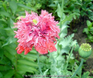 DSC02235a.jpg