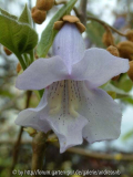 Paulownia-fargesii_14-5-14_b