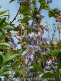 Paulownia-fargesii_14-5-14_a