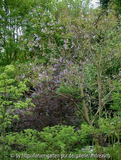 Paulownia-fargesii_12-05-14_b