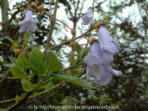 Paulownia-fargesii_12-05-14_a