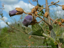 Paulownia-fargesii_3-5-14_b