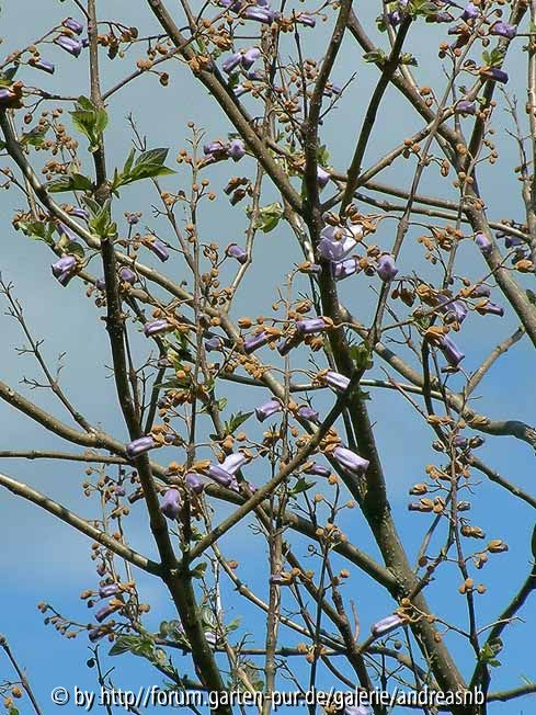 Paulownia-fargesii_3-5-14_a