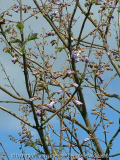 Paulownia-fargesii_3-5-14_a