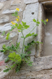 Chelidonium majus