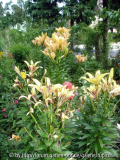 DSC02238a.jpg