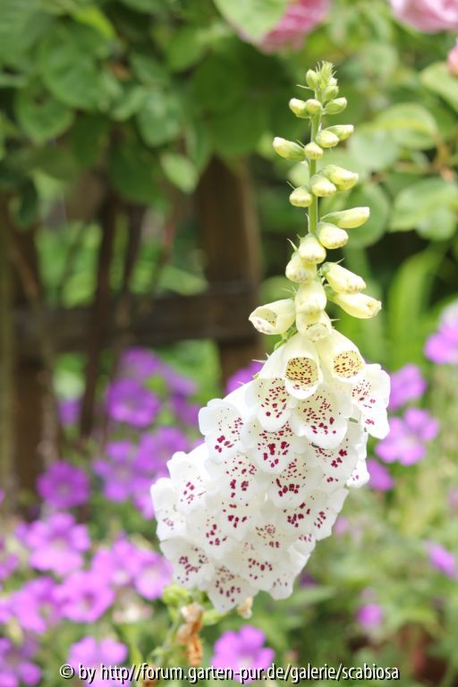 Digitalis Smlg.