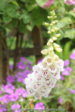 Digitalis Smlg.