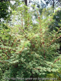 DSC02240a.jpg