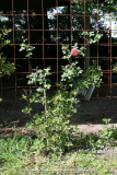 habitus