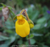 Calceollaria Blüte