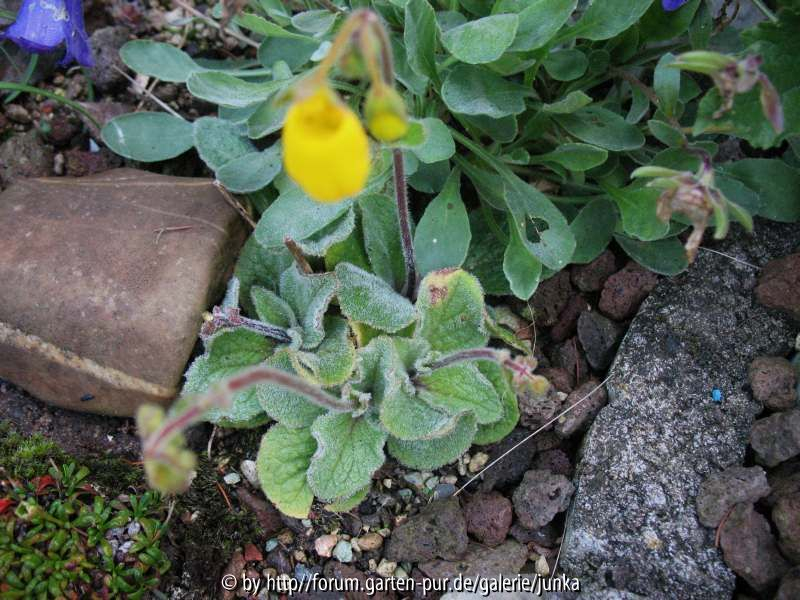 Calceolaria  Blätter