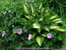 Gipsy Rose - Geranium Glenluce.JPG