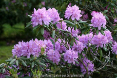 rhodo_pink1