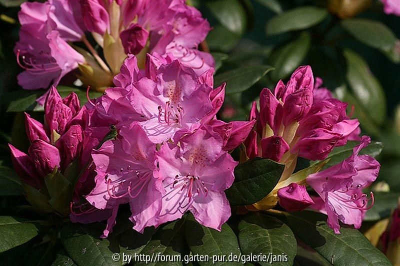 rhodo_2