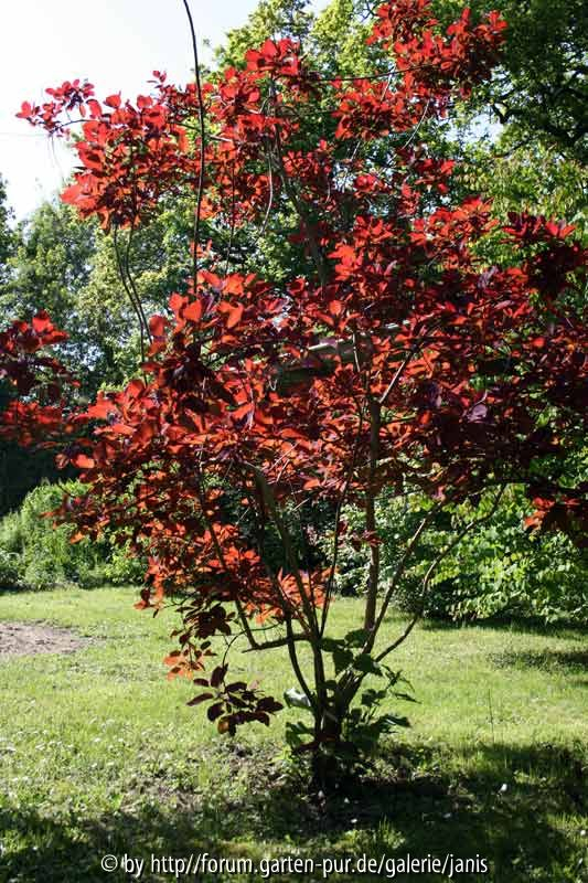 cotinus