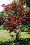 cotinus