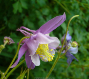 Akelei-rosa-weiß_14-1.jpg