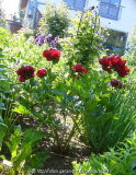 Paeonia-Buckeye-Belle_14-5.jpg