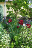 Paeonia-Buckeye-Belle_14-6.jpg