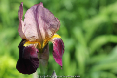 Tall bearded Iris 'Indian Chief'