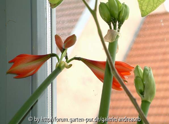 Hippeastrum 