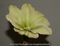 Hippeastrum 'Fantasy'