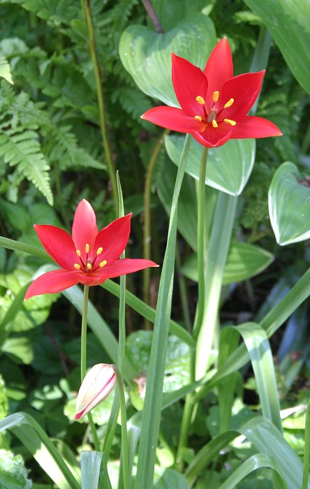 Tulipa sprengeri