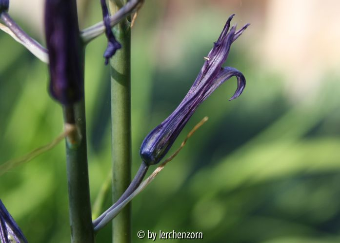 Camassia cf. leichtlinii