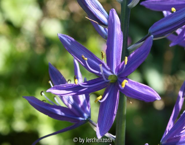 Camassia cf. leichtlinii
