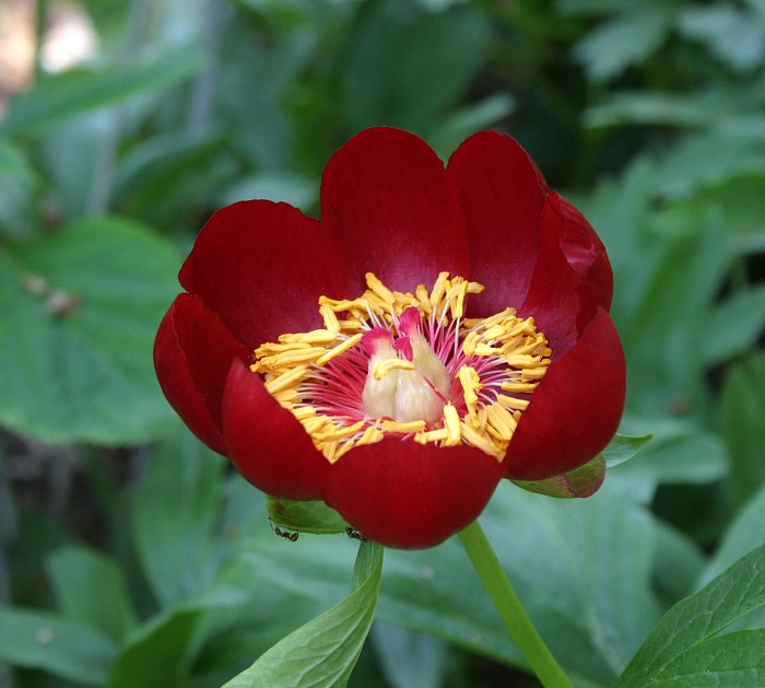 Paeonia peregrina