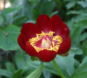 Paeonia peregrina