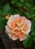 Rose-Rosilia_14-1.jpg