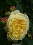 Rose-TeasingGeorgia_14-3.jpg