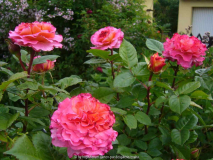 Rose-AugustaLuise_14-2.jpg