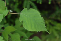 Broussonetia papyrifera - Papiermaulbeer