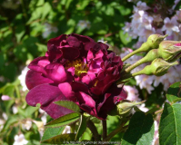 Rose-Tuscany_14-1.jpg