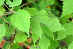Broussonetia papyrifera - Papiermaulbeer