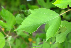 Broussonetia papyrifera - Papiermaulbeer
