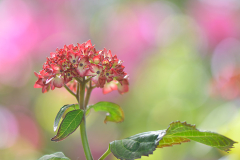 Hydrangea ´Mirai´