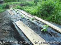 Gurkenwall 2.JPG