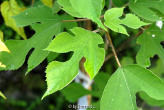 Broussonetia papyrifera - Papiermaulbeer