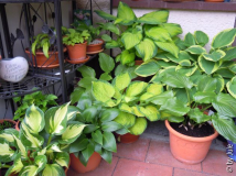 DSCN0927.JPG