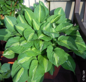 DSCN0910.JPG